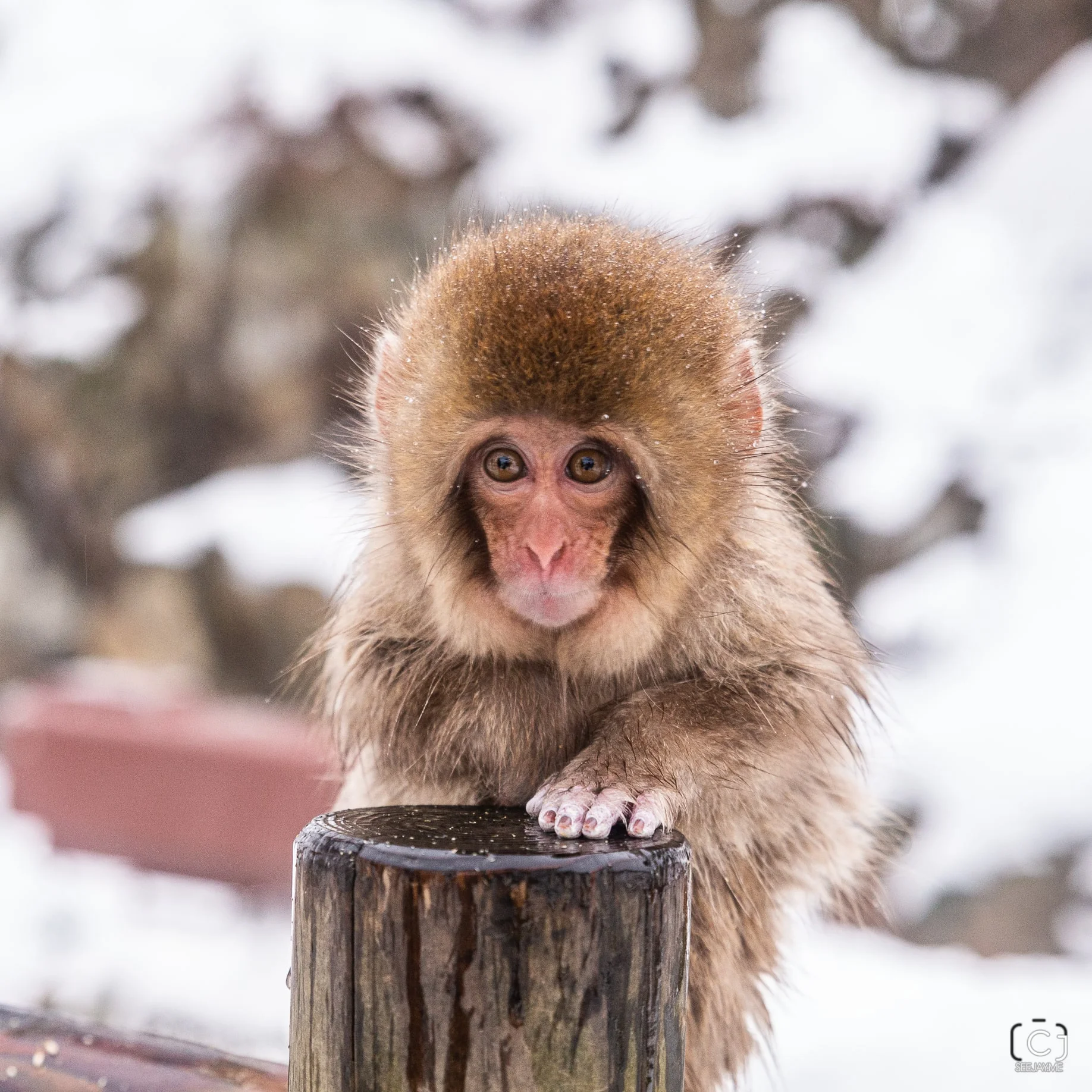 Jigokudani Monkey Park, Nagano, Japan