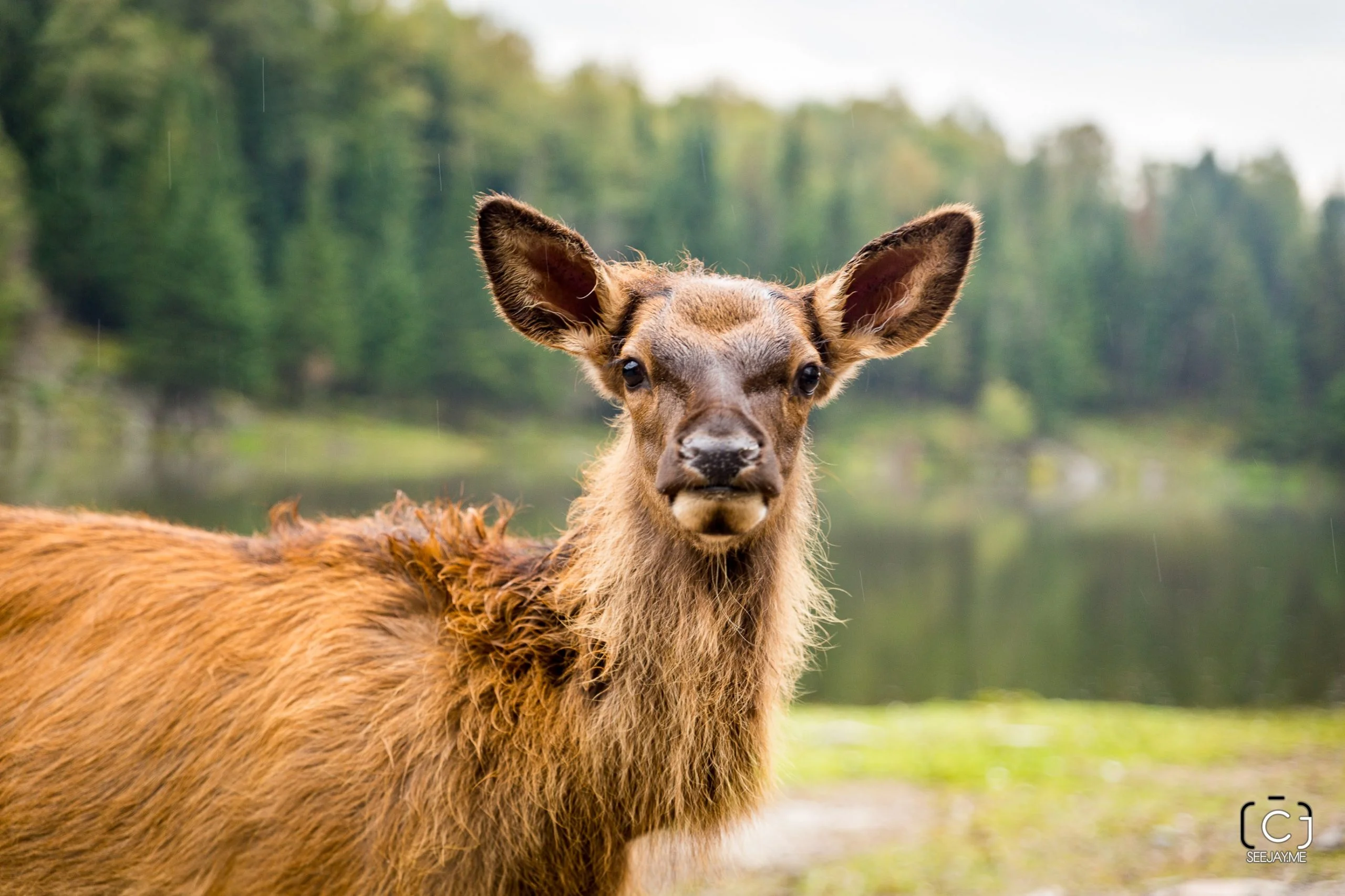 Parc Omega, Quebec, Canada